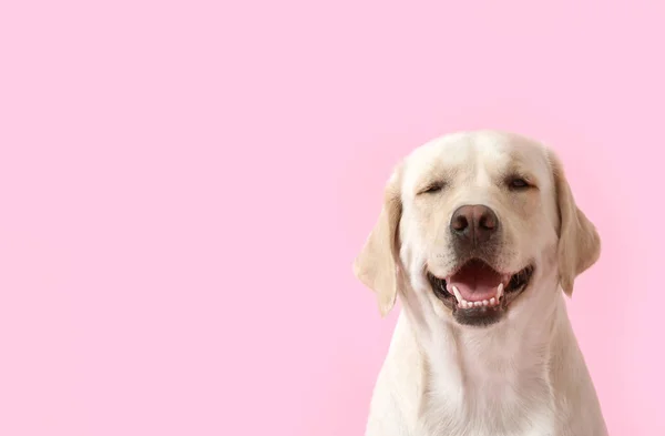 Cão Bonito Labrador Fundo Rosa — Fotografia de Stock