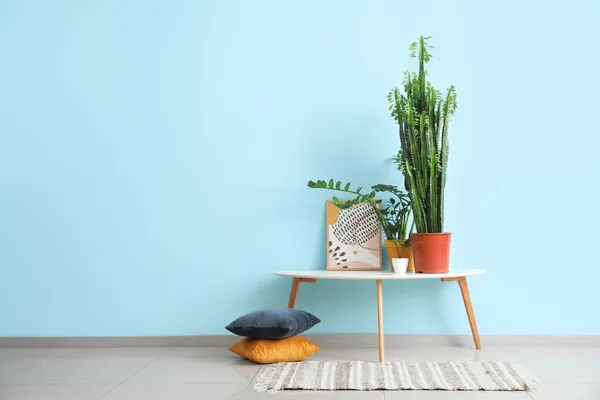 Green Cactus Flowerpots Picture Table Blue Wall — Stock Photo, Image