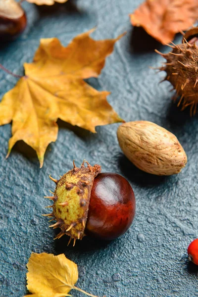 Castanha Folhas Outono Fundo Cor Close — Fotografia de Stock