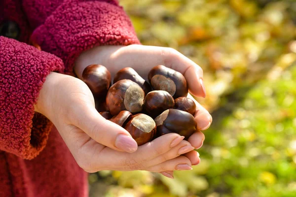 Donna Che Tiene Castagne Fuori Primo Piano — Foto Stock