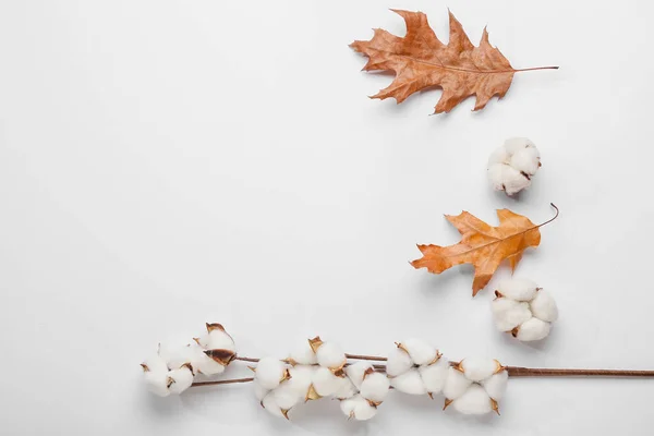 綿の花と白い背景に落ちた葉 — ストック写真