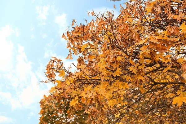 Деревья Парке День Осени — стоковое фото