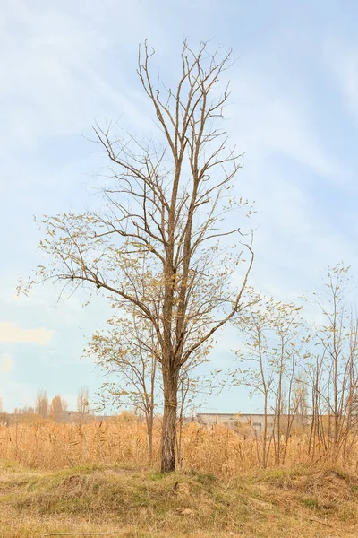 View Bare Tree Autumn Day — Stock Photo, Image