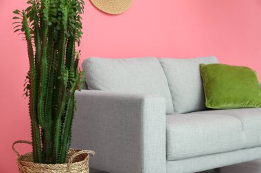 Yeşil kaktüs ve pembe duvarın yanındaki kanepe.