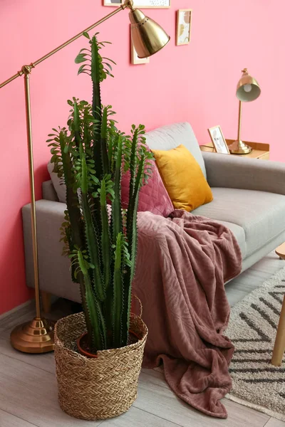Zielony Kaktus Złota Lampa Pobliżu Różowej Ściany — Zdjęcie stockowe