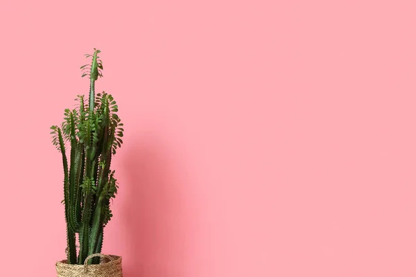 Green Cactus Pink Wall — Stock Photo, Image
