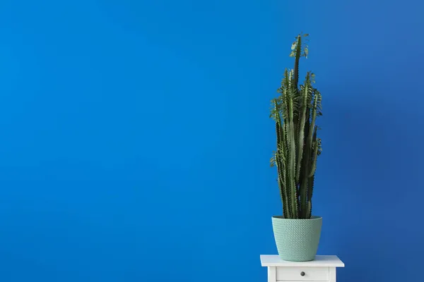 Green Cactus Table Blue Wall — Stock Photo, Image
