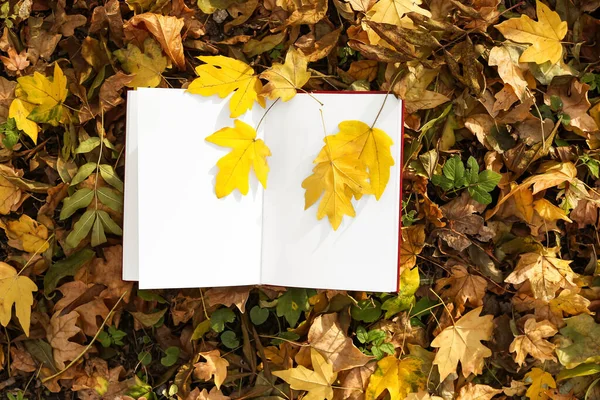 Opened Book Blank Pages Golden Leaves Autumn Park — Stock Photo, Image