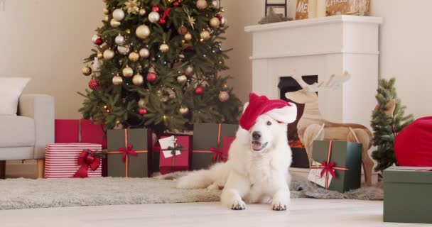 Noel Arifesinde Evde Noel Baba Şapkalı Komik Beyaz Sviçreli Çoban — Stok video