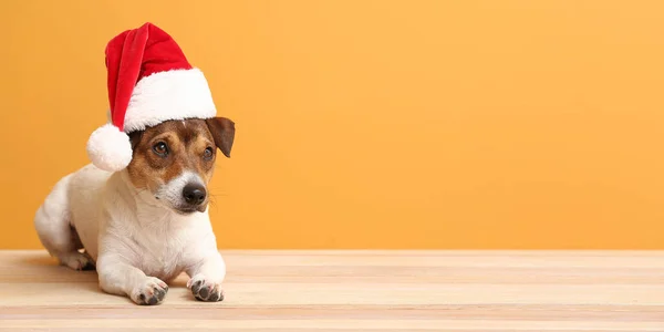 Милая Смешная Собака Санта Шляпа Цветном Фоне Пространством Текста — стоковое фото