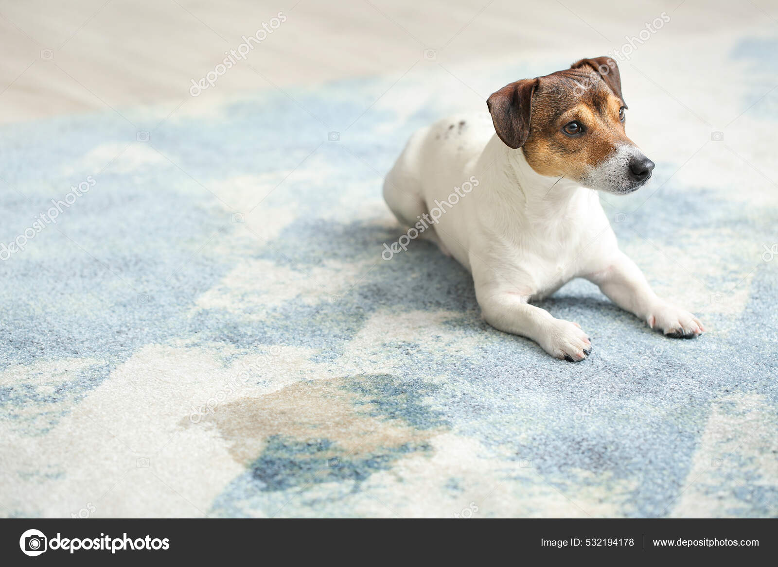 Naughty Dog Wet Spot Carpet — Stock Photo © serezniy 532194178