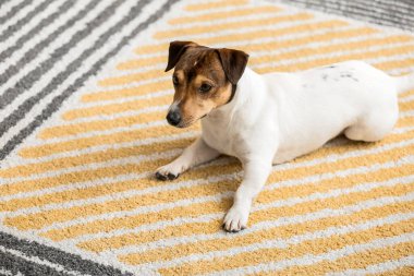 Evdeki yumuşak halıya uzanmış sevimli komik köpek.