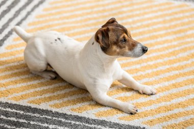 Evdeki yumuşak halıya uzanmış sevimli komik köpek.