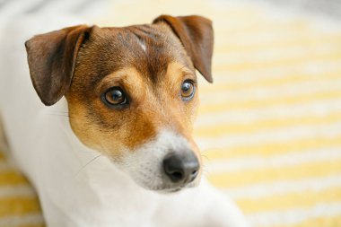 Evdeki yumuşak halıya uzanmış sevimli komik köpek, yakın plan.