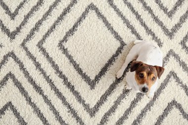 Evdeki yumuşak halıda oturan sevimli komik köpek.