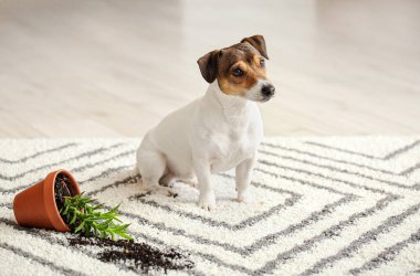 Halıdaki ev bitkisinin neredeyse altına yatan yaramaz köpek.