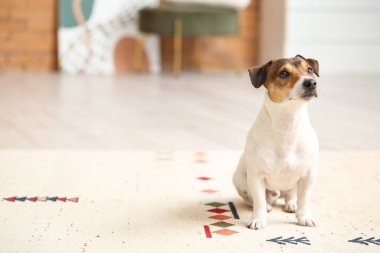 Evdeki yumuşak halıda oturan sevimli komik köpek.