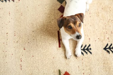 Evdeki yumuşak halıya uzanmış sevimli komik köpek.