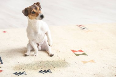 Yaramaz köpek halıdaki ıslak noktaya yakın
