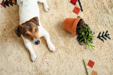 Halıdaki ev bitkisinin neredeyse altına yatan yaramaz köpek.