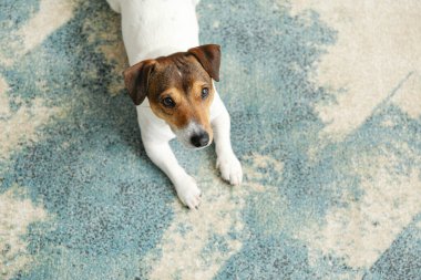 Evdeki yumuşak halıya uzanmış sevimli komik köpek.