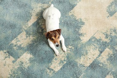 Evdeki yumuşak halıya uzanmış sevimli komik köpek.