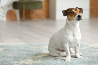 Evdeki yumuşak halıda oturan sevimli komik köpek.
