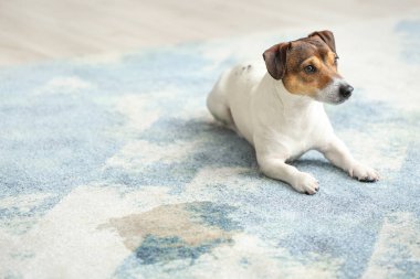 Yaramaz köpek halıdaki ıslak noktaya yakın