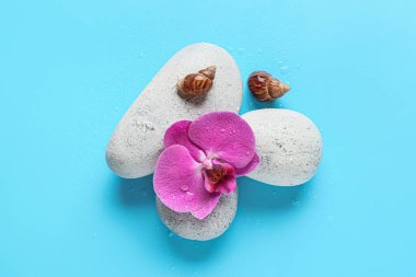 Kaplıca taşlı küçük salyangozlar ve renk arkaplan üzerinde orkide çiçeği
