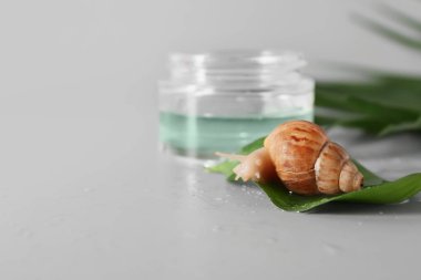 Yeşil yapraklı küçük salyangoz ve kozmetik ürünü gri arka planda kavanozda