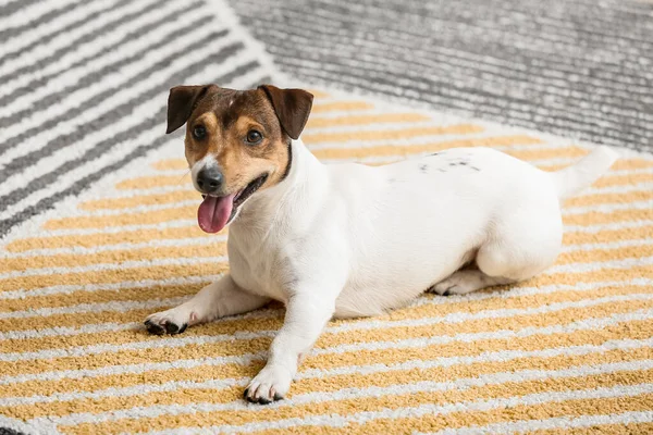 Anjing Lucu Berbaring Karpet Lembut Rumah — Stok Foto