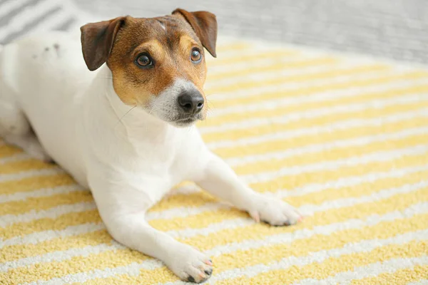 Sød Sjov Hund Liggende Blødt Tæppe Derhjemme - Stock-foto