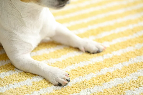 Cute Funny Dog Lying Soft Carpet Home — Stock Photo, Image