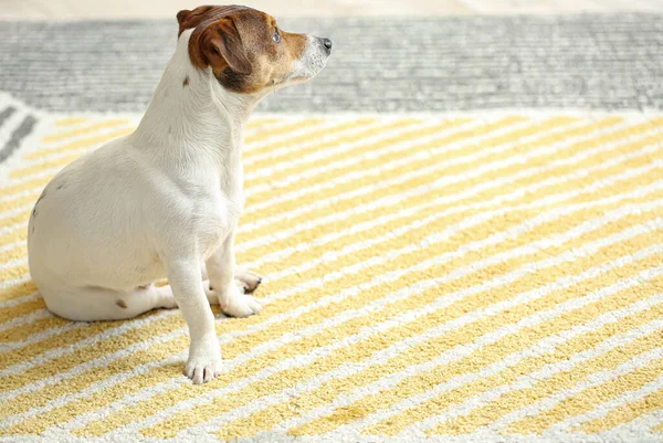 Cão Engraçado Bonito Sentado Tapete Macio Casa — Fotografia de Stock