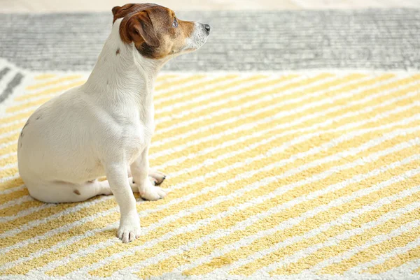 Sød Sjov Hund Sidder Blødt Tæppe Derhjemme - Stock-foto