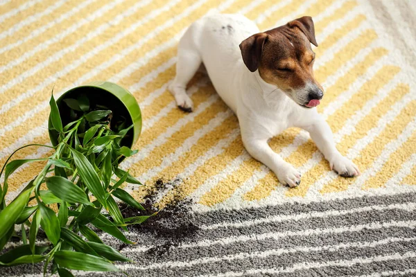Cão Impertinente Perto Derrubado Planta Sala Tapete — Fotografia de Stock