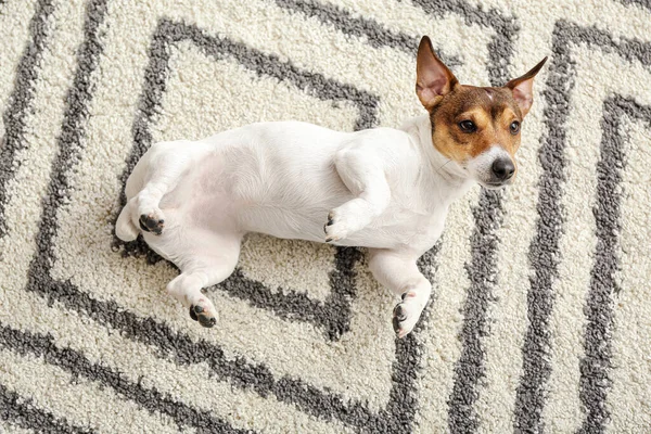 Cão Engraçado Bonito Deitado Tapete Macio Casa — Fotografia de Stock