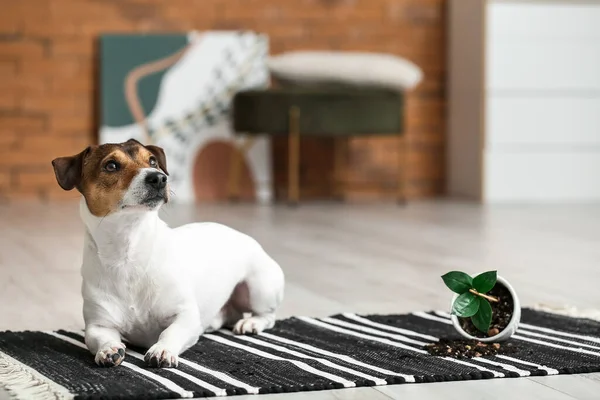 Anjing Nakal Dekat Rumah Terbalik Tanaman Karpet — Stok Foto