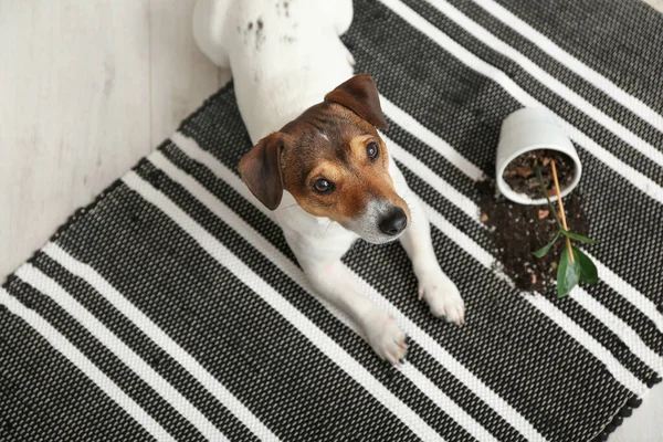Cão Impertinente Perto Derrubado Planta Sala Tapete — Fotografia de Stock