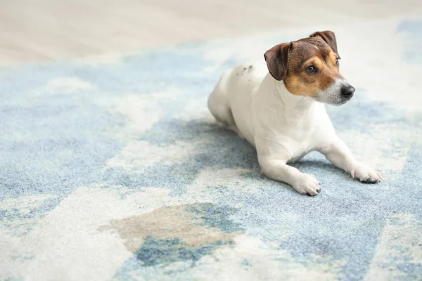 Naughty dog near wet spot on carpet