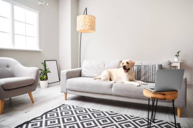 Tatlı Labrador köpeği, oturma odasındaki kanepede yatıyor.