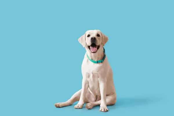 Niedlicher Labrador Hund Sitzt Auf Blauem Hintergrund — Stockfoto