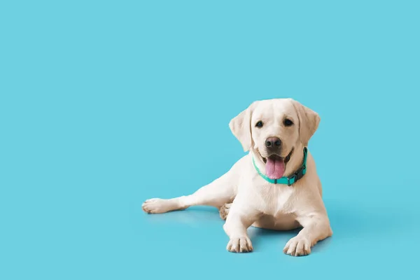 Bonito Cão Labrador Deitado Fundo Azul — Fotografia de Stock