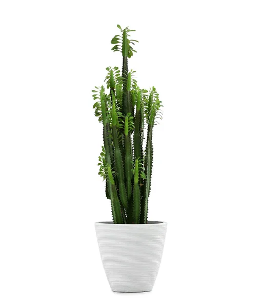 Groene Cactus Lichte Achtergrond — Stockfoto