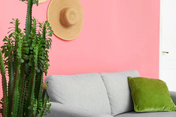 Green Cactus Sofa Pink Wall — Stock Photo, Image