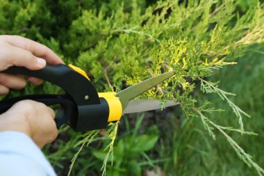 Bahçede köknar dalları kesen bir kadın.