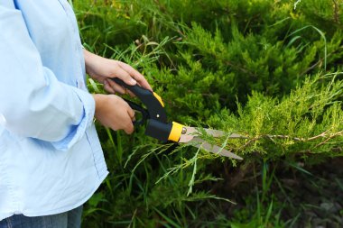 Bahçede köknar dallarını kesen kadın, yakın plan.