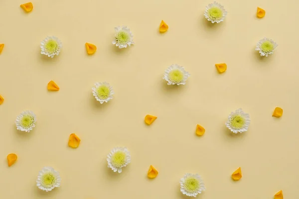 Квіти Пелюстки Кольоровому Фоні Крупним Планом — стокове фото