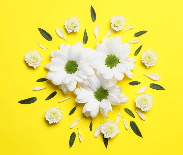 Composición Con Hermosas Flores Crisantemo Sobre Fondo Amarillo — Foto de Stock