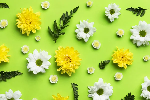 Different Chrysanthemum Flowers Green Background Closeup — Stock Photo, Image